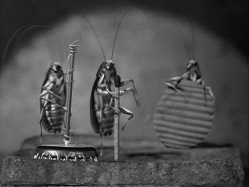A Group Of Cockroaches Standing Next To Each Other On A Rock . GIF