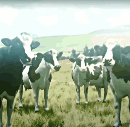 A Group Of Cows Standing In A Grassy Field With A Watermark That Says @Poowhi GIF