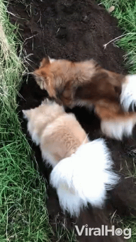 A Group Of Dogs Are Playing In The Dirt In A Field . GIF