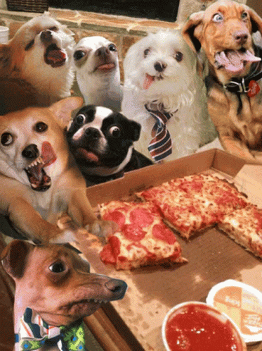 A Group Of Dogs Sitting Around A Pizza Box GIF