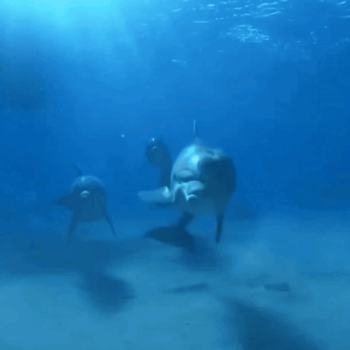 A Group Of Dolphins Are Swimming Together In The Water GIF