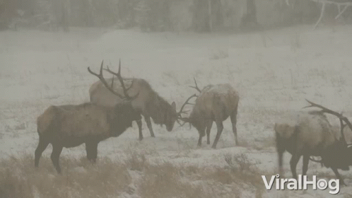 A Group Of Elk Standing In A Snowy Field With Viralhog Written On The Bottom Right GIF