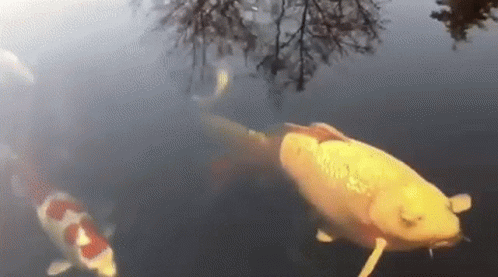 A Group Of Fish Are Swimming In A Pond With Trees Reflected In The Water . GIF