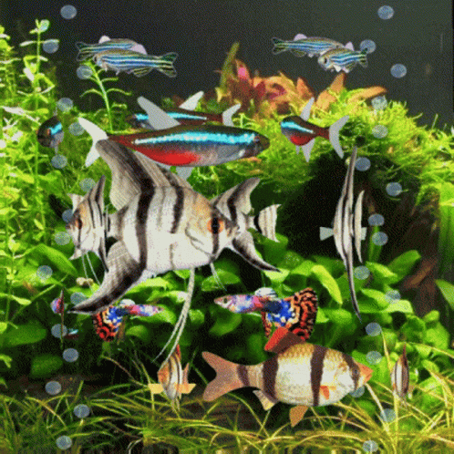 A Group Of Fish Are Swimming In A Tank Surrounded By Greenery GIF