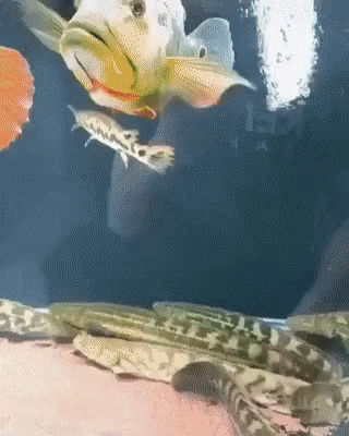 A Group Of Fish Are Swimming In A Tank With A Person Holding A Snake GIF