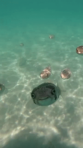 A Group Of Fish Are Swimming In The Ocean And One Of Them Has A Smile On Its Face . GIF