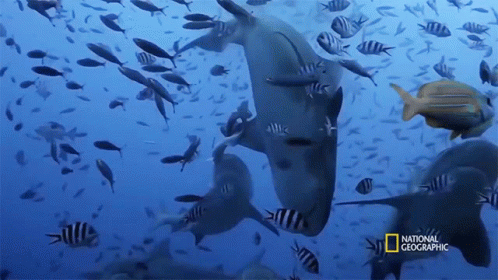 A Group Of Fish Are Swimming In The Ocean With The National Geographic Logo On The Bottom GIF