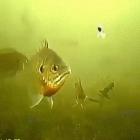 A Group Of Fish Are Swimming In The Water And Looking At Something . GIF