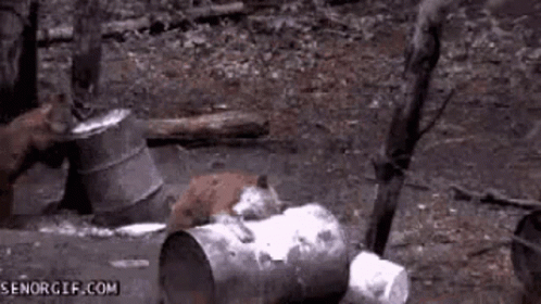 A Group Of Foxes Are Playing With A Trash Can In The Woods . GIF