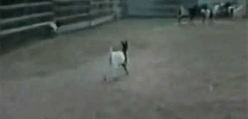 A Group Of Goats Are Running Around A Fenced In Area . GIF