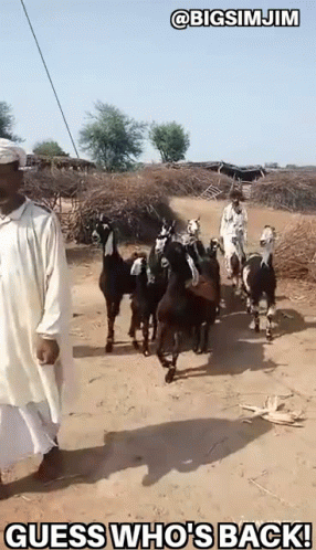 A Group Of Goats Are Walking Down A Dirt Road . GIF