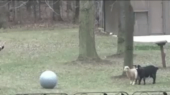 A Group Of Goats Playing With A Ball In A Park GIF
