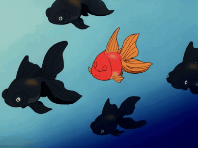 A Group Of Goldfish Swimming In A Blue Water GIF