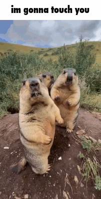 A Group Of Ground Squirrels Are Standing Next To Each Other On A Dirt Hill . GIF