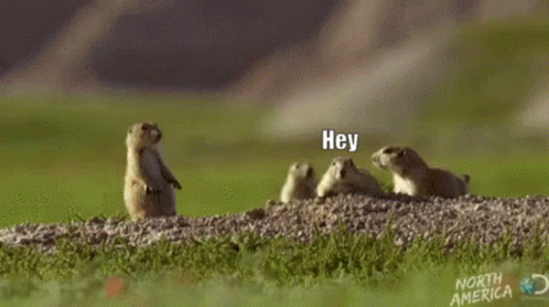 A Group Of Ground Squirrels Are Standing On Their Hind Legs On A Rocky Hillside . GIF