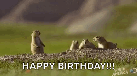 A Group Of Ground Squirrels Are Standing On Their Hind Legs On Top Of A Pile Of Rocks . GIF