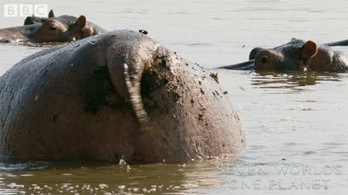 A Group Of Hippos Are Swimming In A Body Of Water With The Words Seven Worlds One Planet On The Bottom GIF