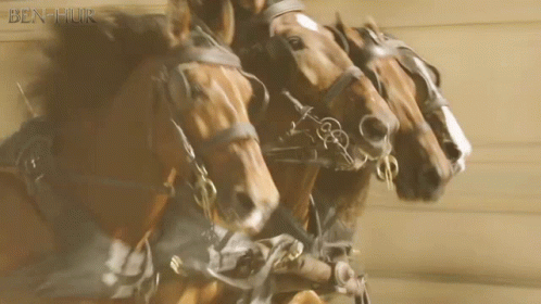 A Group Of Horses Are Being Pulled By A Man And The Word Ben-Huir Is On The Bottom Right GIF