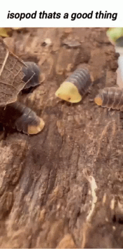 A Group Of Isopods Are Crawling On A Rock With A Caption That Says Isopod Thats A Good Thing . GIF