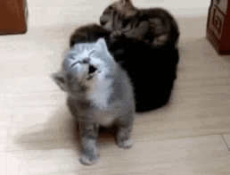 A Group Of Kittens Are Sitting On A Wooden Floor . GIF