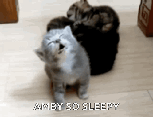 A Group Of Kittens Are Sitting On A Wooden Floor And One Of Them Is Yawning . GIF