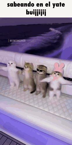 A Group Of Kittens Are Standing On A Boat With The Caption " Sabeando En El Yate " GIF