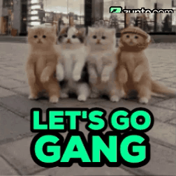 A Group Of Kittens Standing Next To Each Other With The Words Let 'S Go Gang GIF