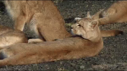A Group Of Lions Are Laying On The Ground Looking At Something GIF