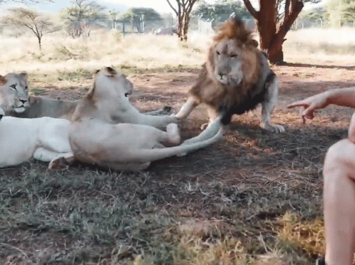 A Group Of Lions Are Playing With A Man 'S Hand In A Field GIF