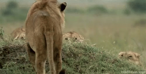 A Group Of Lions Are Standing Next To Each Other In A Field With Their Mouths Open . GIF