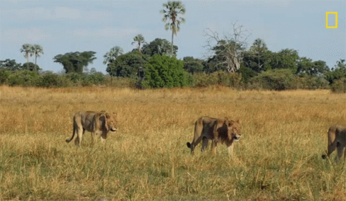A Group Of Lions Are Walking In A Field With A National Geographic Logo In The Background GIF