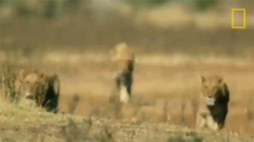A Group Of Lions Are Walking Through A Field With A National Geographic Logo In The Corner . GIF
