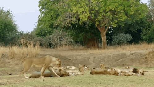 A Group Of Lions Laying In The Grass With Trees In The Background GIF