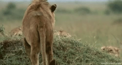 A Group Of Lions Standing Next To Each Other In A Field Eating Grass . GIF