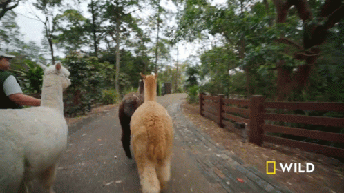 A Group Of Llamas Are Walking Down A Path With A National Geographic Logo Behind Them GIF