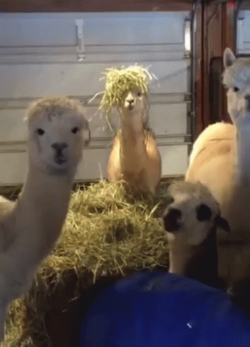 A Group Of Llamas Standing Next To Each Other With Hay On Their Faces GIF