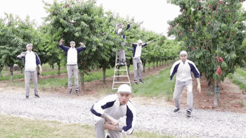 A Group Of Men Are Picking Cherries From A Tree GIF