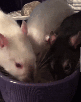 A Group Of Mice Are Sitting In A Purple Bowl Eating Food GIF