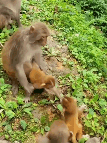 A Group Of Monkeys Are Playing With Each Other In A Grassy Area GIF