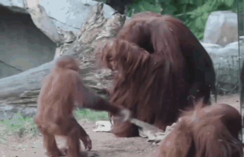 A Group Of Orangutans Playing With Each Other In The Dirt GIF