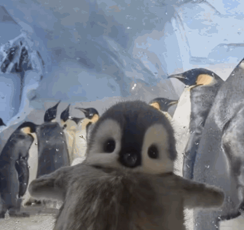 A Group Of Penguins Are Standing Around A Baby Penguin GIF
