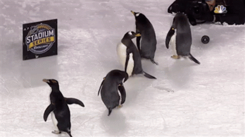 A Group Of Penguins Are Standing In Front Of A Stadium Series Sign GIF