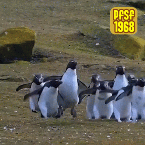 A Group Of Penguins Are Walking Across A Grassy Field With A Pfsf 1968 Sign In The Background GIF