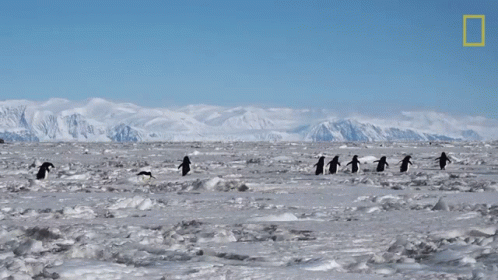 A Group Of Penguins Are Walking Across A Snowy Field With Mountains In The Background GIF