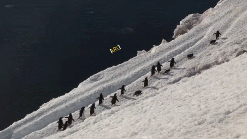 A Group Of Penguins Are Walking Down A Snowy Hill With A Yellow Sign That Says Arg GIF