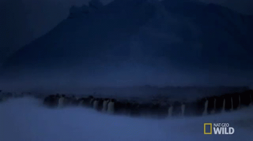 A Group Of Penguins Are Walking In The Snow With Mountains In The Background And National Geographic Wild Written On The GIF
