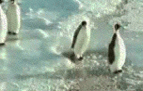 A Group Of Penguins Are Walking On Ice GIF
