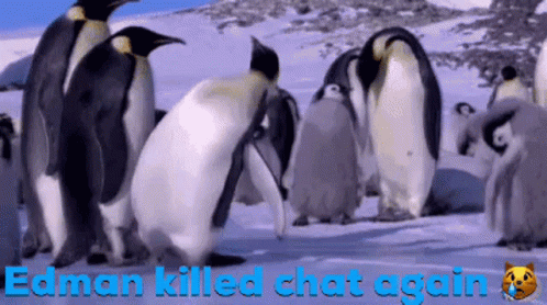 A Group Of Penguins Standing In The Snow With The Words Edman Killed Chat Again On The Bottom GIF