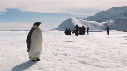A Group Of People Are Standing In The Snow While A Penguin Stands In The Foreground GIF