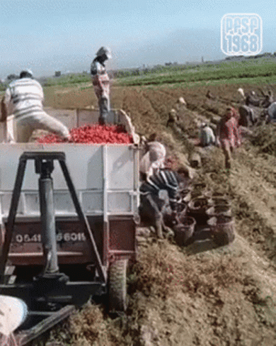 A Group Of People Are Working In A Field With The Year 1968 On The Bottom Right GIF